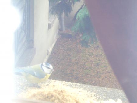 La mésange